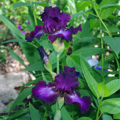 Iris germanica Baltic Star